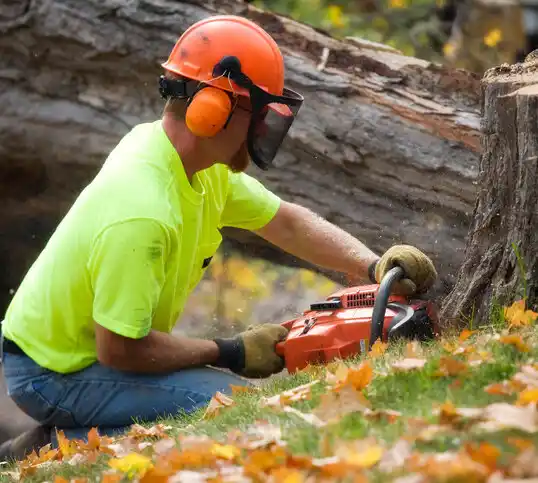 tree services Bronx